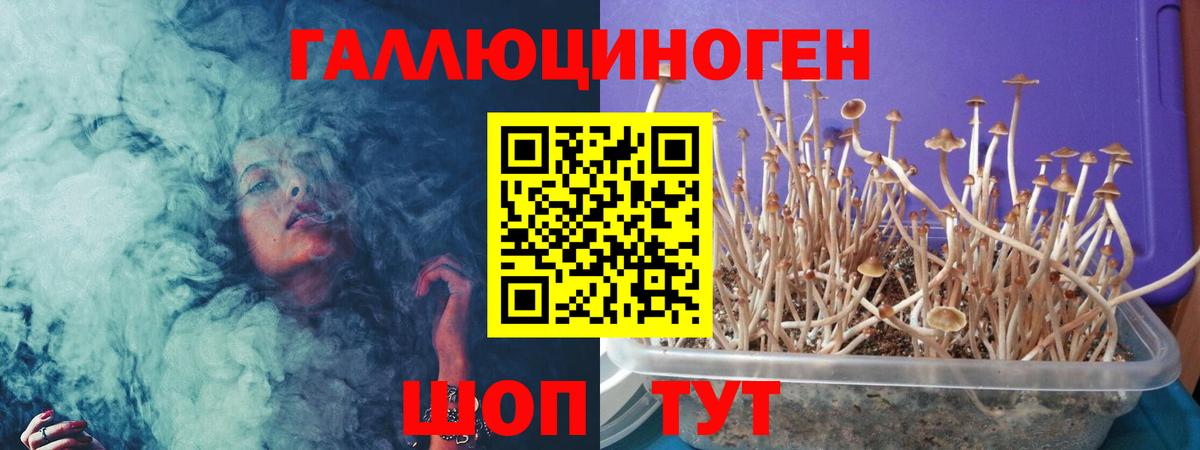 Галлюциногенные грибы GOLDEN TEACHER Ахтубинск